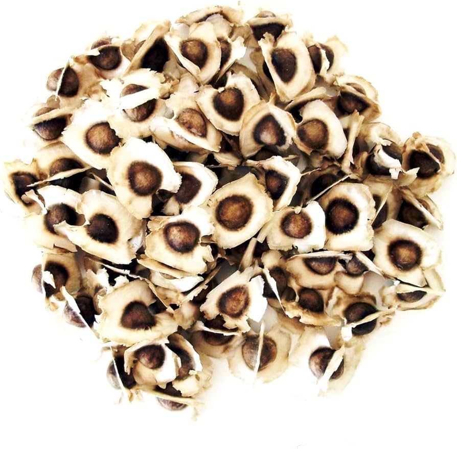 Pacote com 100 sementes de moringa